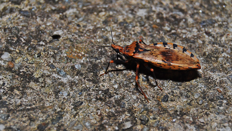 Doença de Chagas: 70% dos que vivem com a doença não sabem