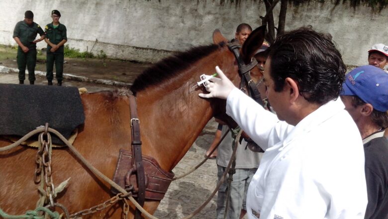 Prefeitura de Campina Grande realiza ação nesta quarta-feira para carroceiros