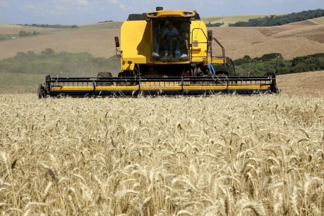 Brasil tem potencial para suprir demanda global de trigo, segundo a Embrapa.