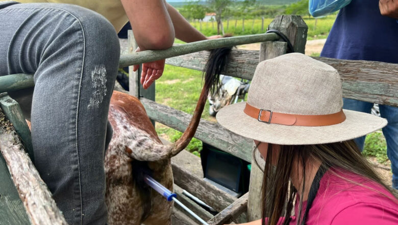 Prefeitura de Soledade inicia inseminação de bovinos para promover melhoramento genético