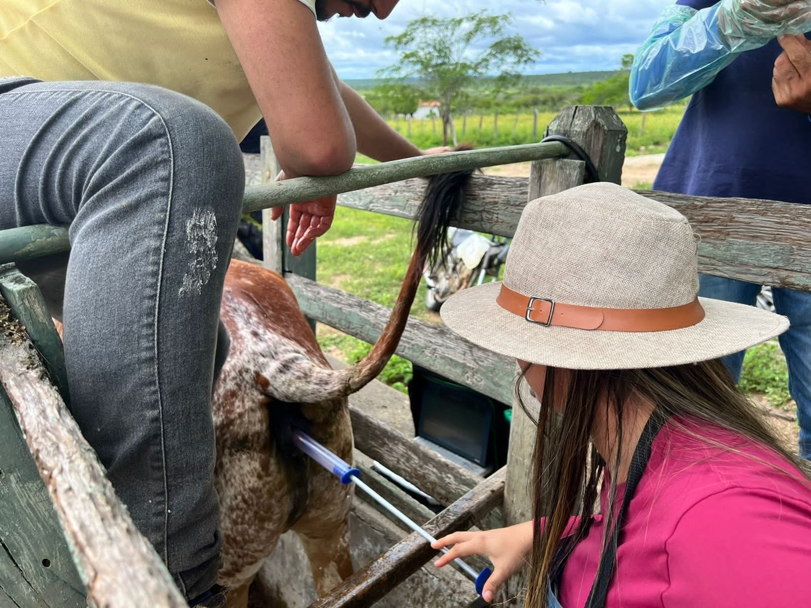 Prefeitura de Soledade inicia inseminação de bovinos para promover melhoramento genético