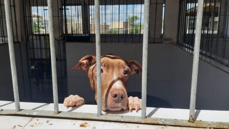 Centro de Controle de Zoonoses alerta e orienta sobre abandono de cães da raça Pitbull