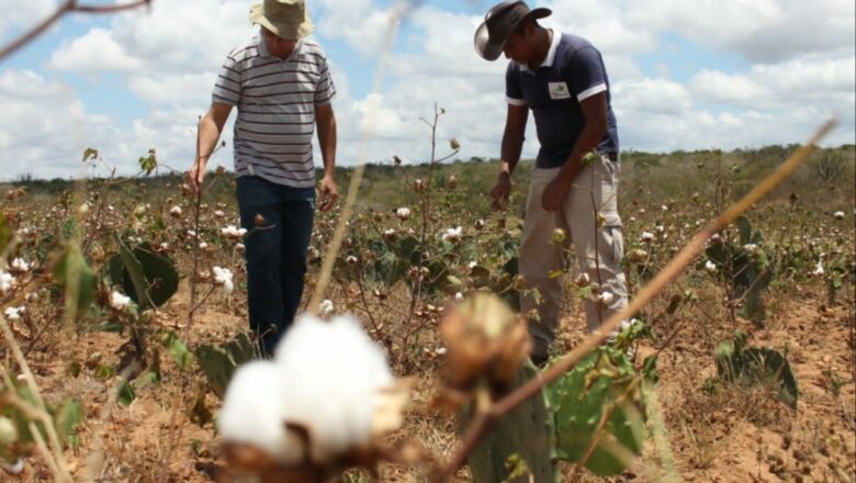 Prefeitura prevê safra recorde de algodão orgânico pelos agricultores familiares de Campina Grande