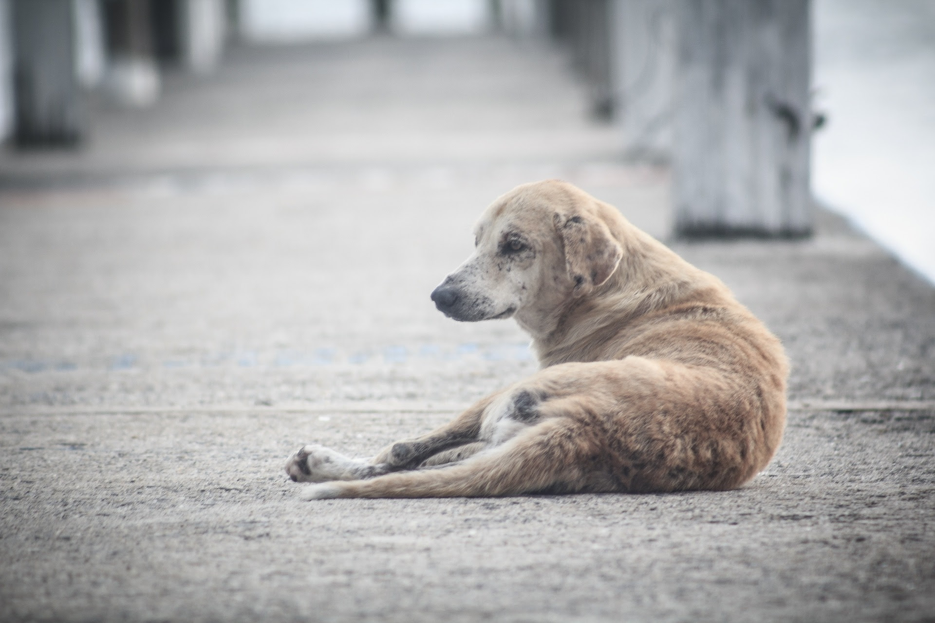 Paraíba tem 80,5 mil cachorros e gatos abandonados e conta com 11 projetos de controle populacional registrados no CRMV-PB