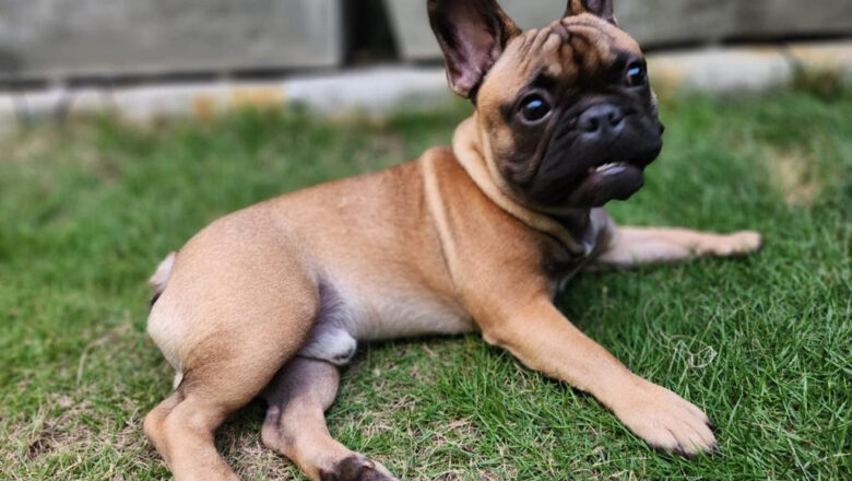 Com onda de calor, CRMV-PB alerta para cuidados com pets