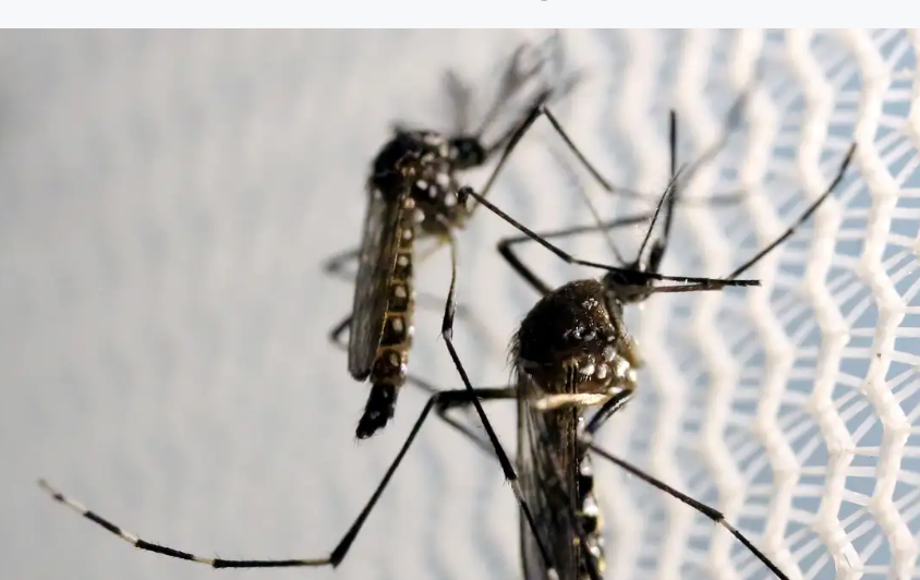 Explode o número de casos de dengue no Brasil, em 2024 ultrapassa de 688 mil casos.