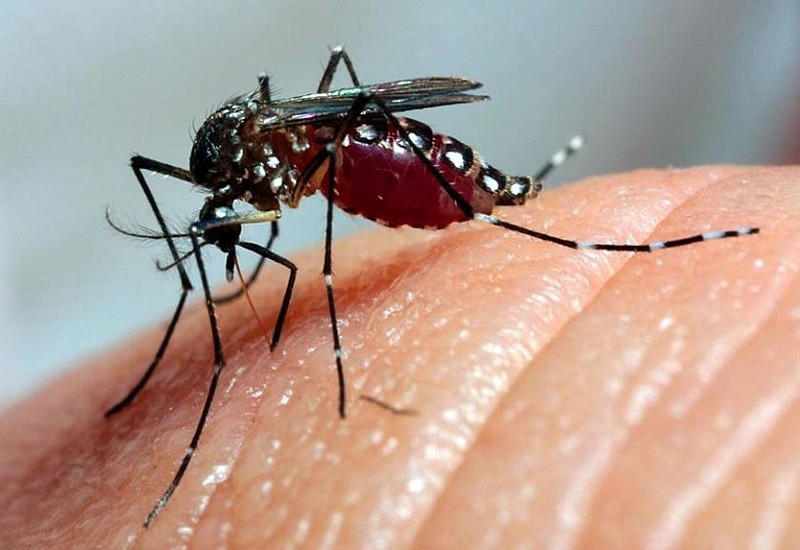 EPIDEMIA: Paraíba registra terceira morte por dengue e chikungunha